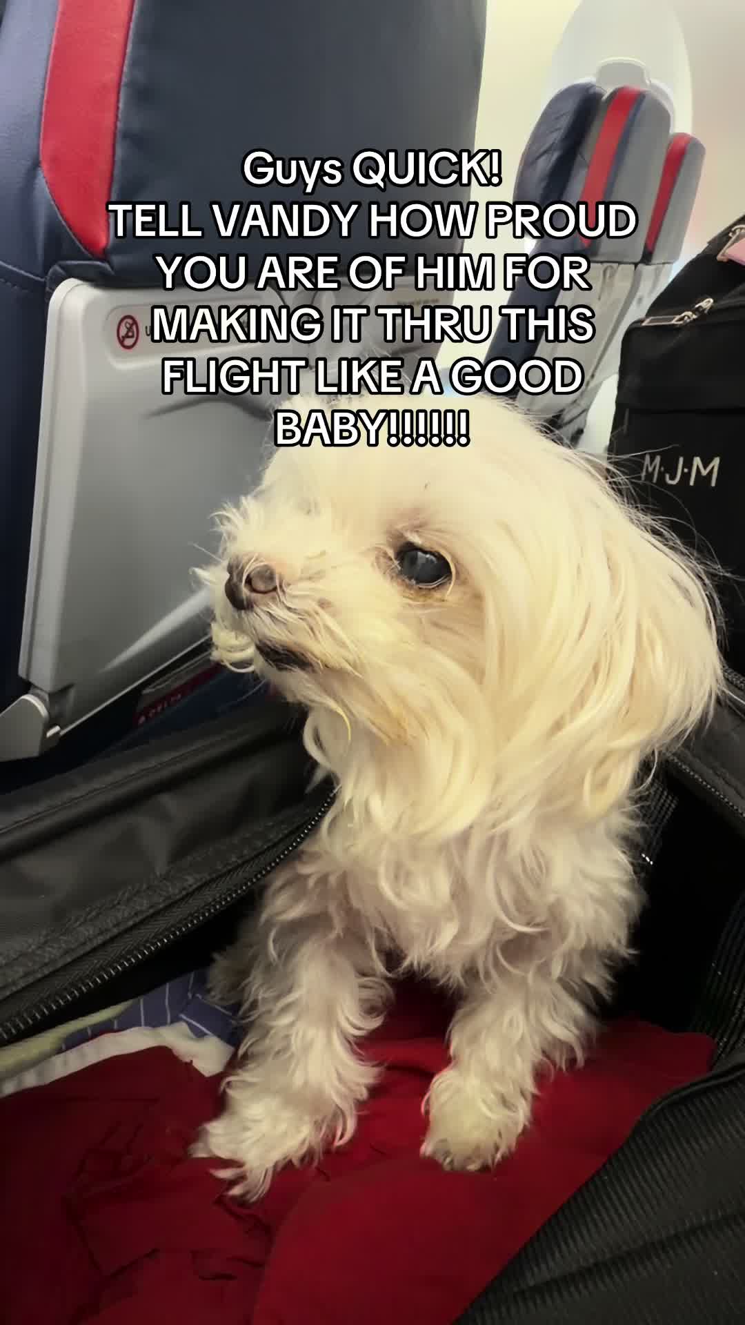 @vivi