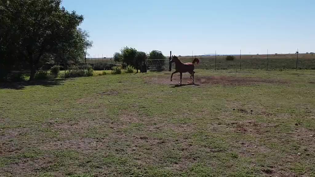 @uitzicht_arabian_stud