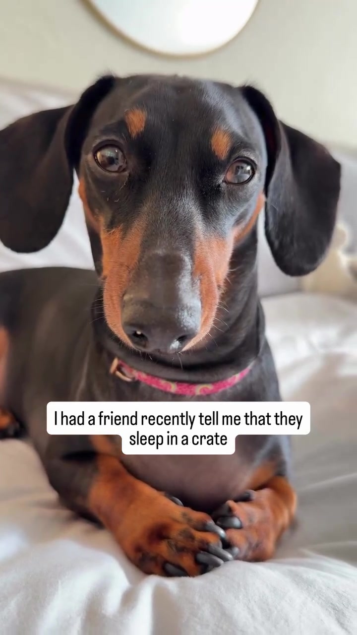 @Penny the Dachshund