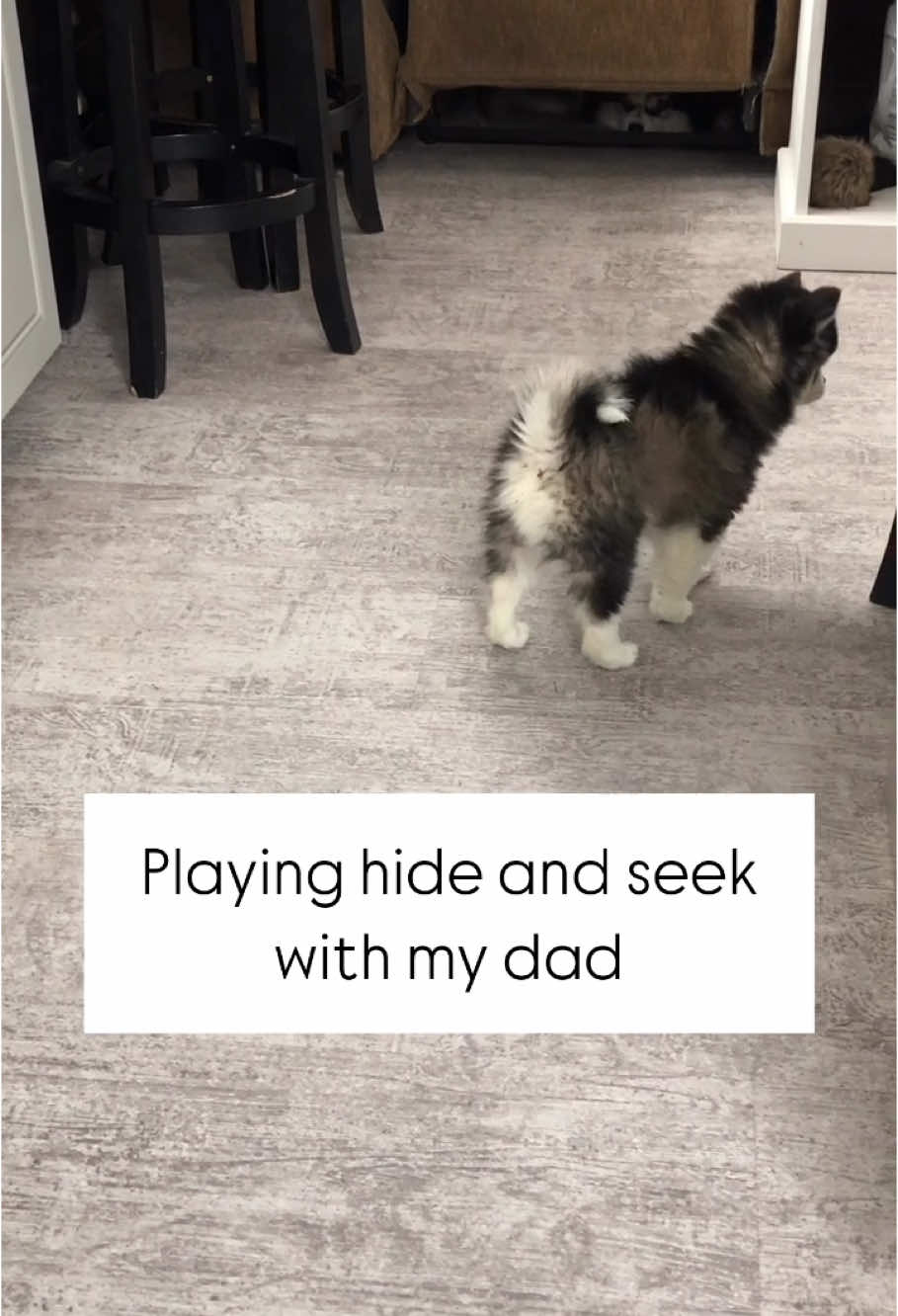 @Ontario Pomsky Puppies