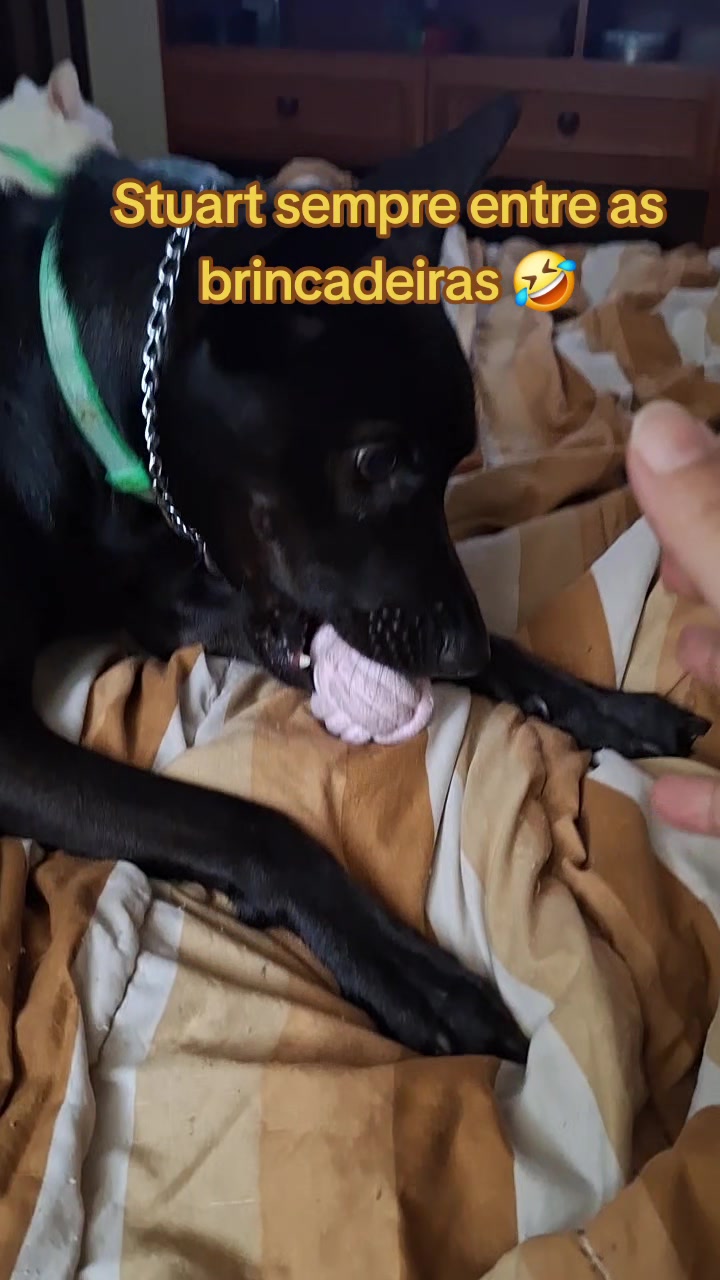 @MagdAmAnimais😾🐶🕊🐅🐍🐢🦜