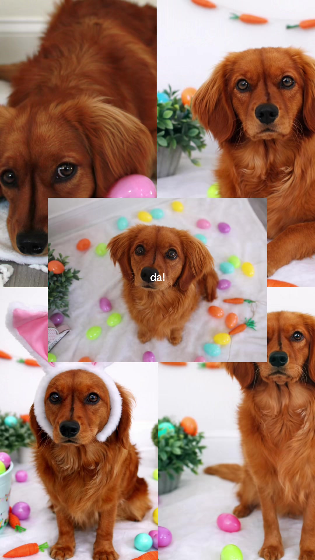 @Sage | Mini Golden Retriever
