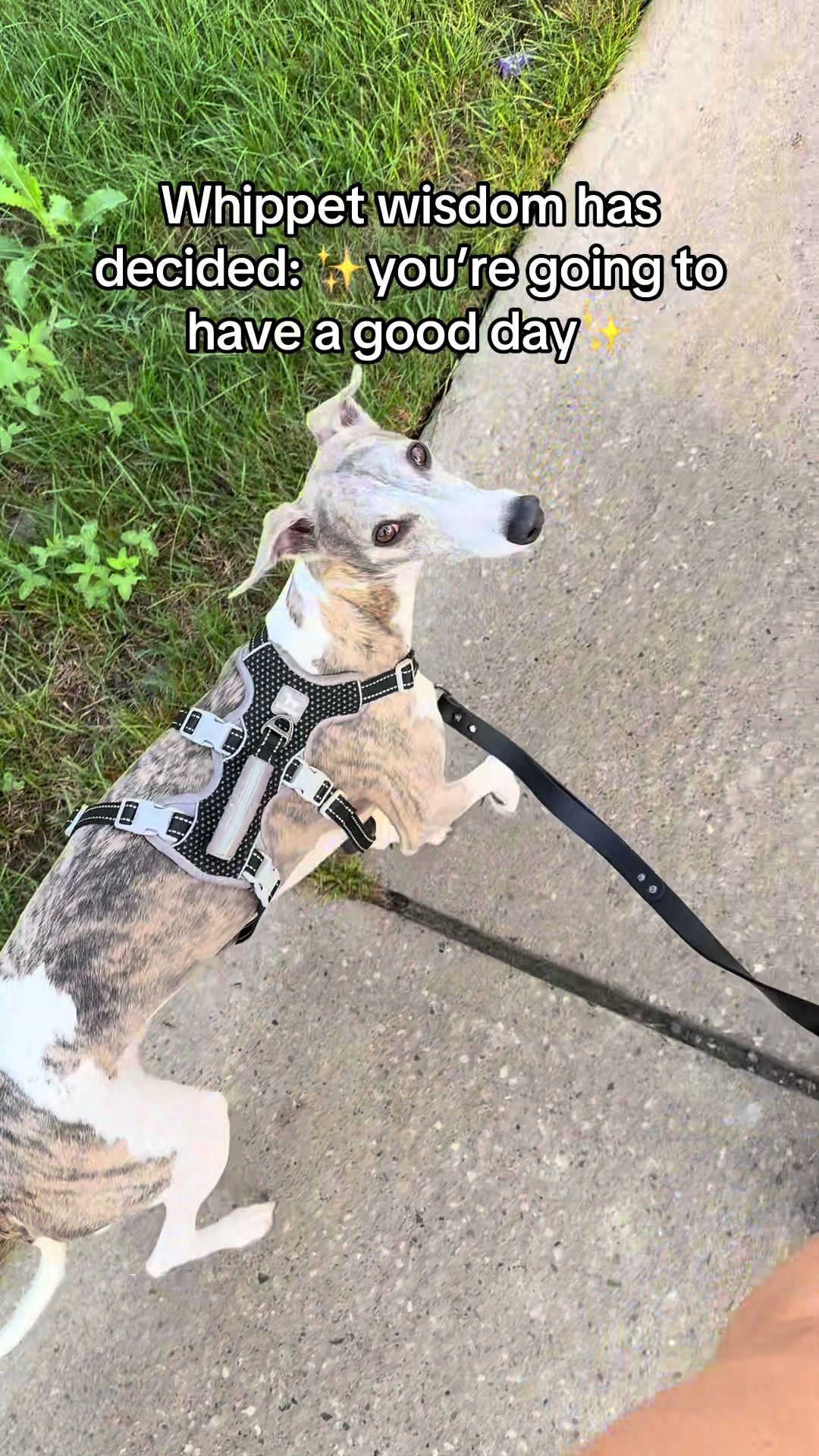 @Kayce Dog🤪🩷
