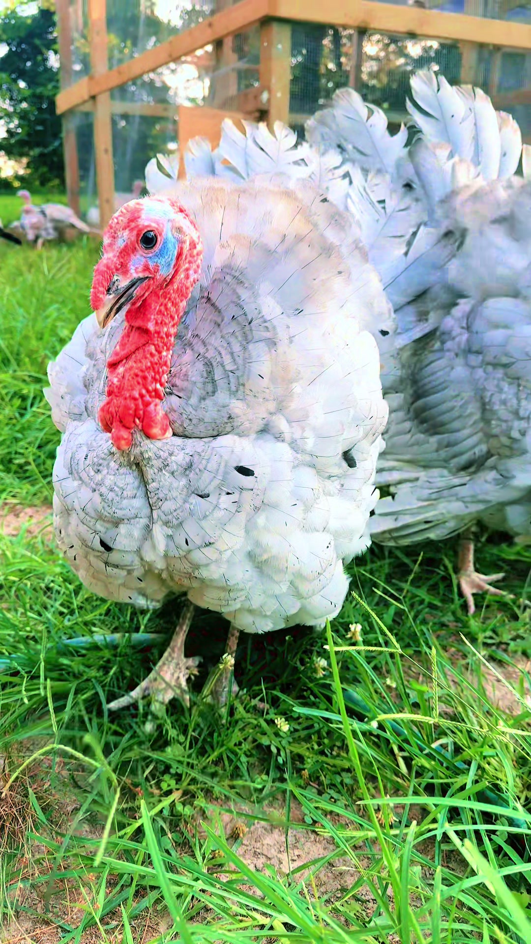 @merrickfarmstead