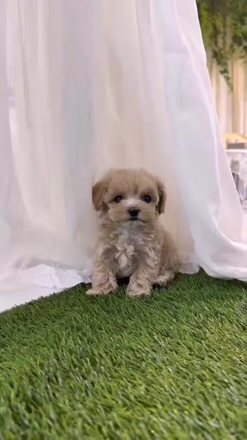 @Teacup puppies