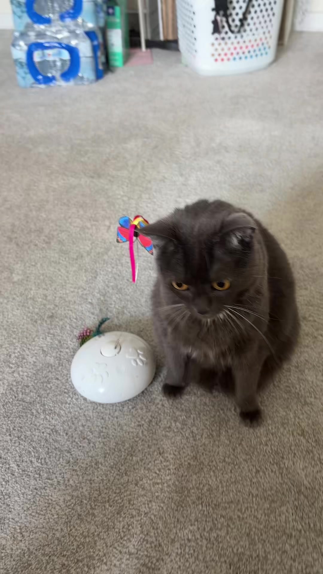 @zeldathecutecat