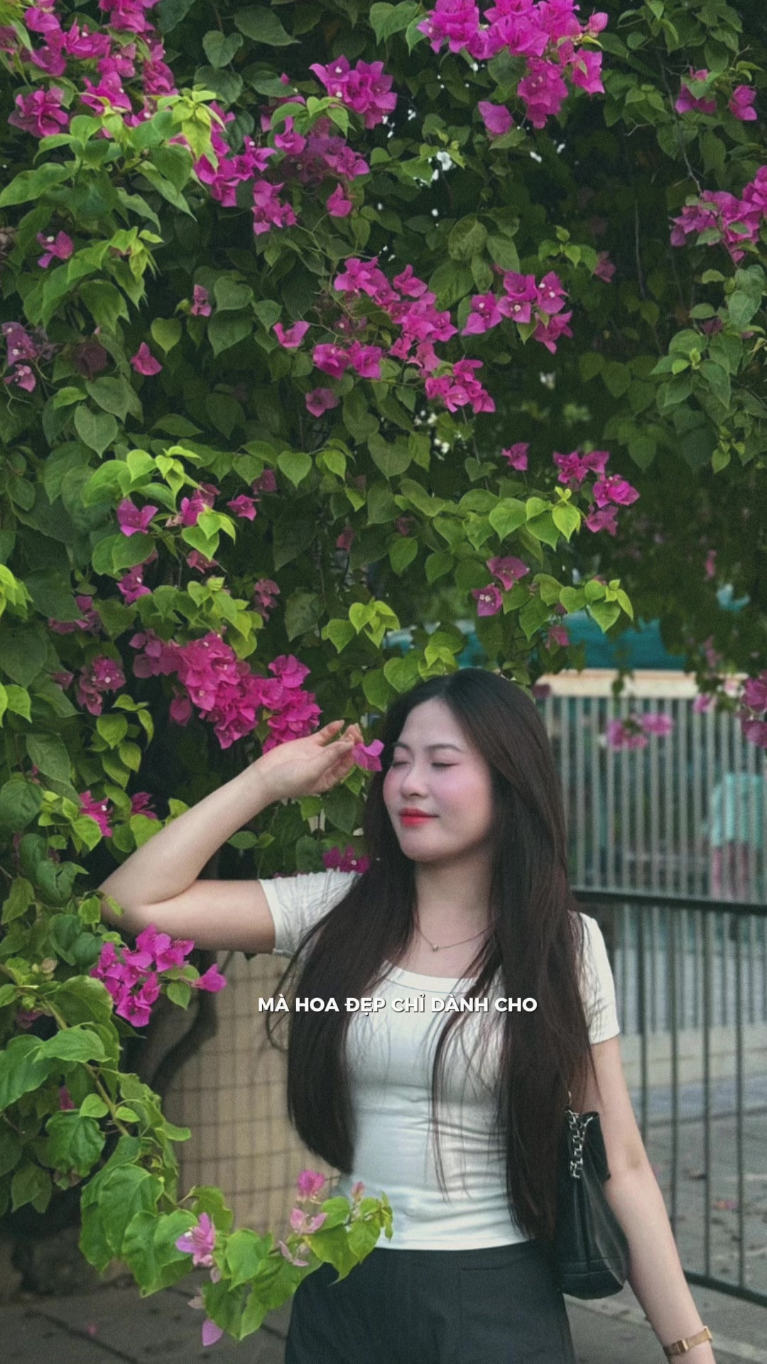 @🍄 Linh Chi 🍄