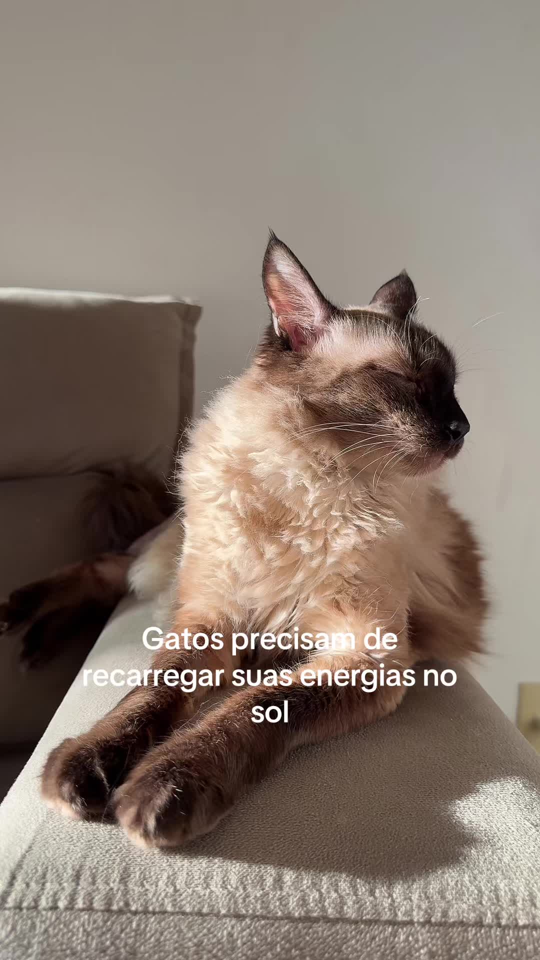 @Lorenzo the cat