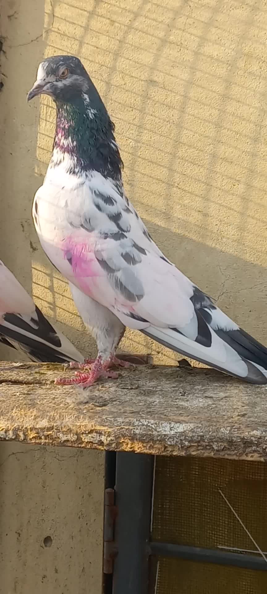 @Ranakasuripigeon