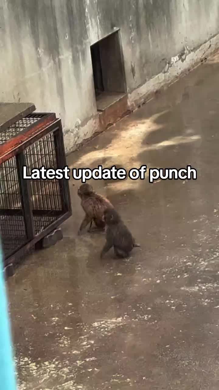 @Thepunchmonkey.com