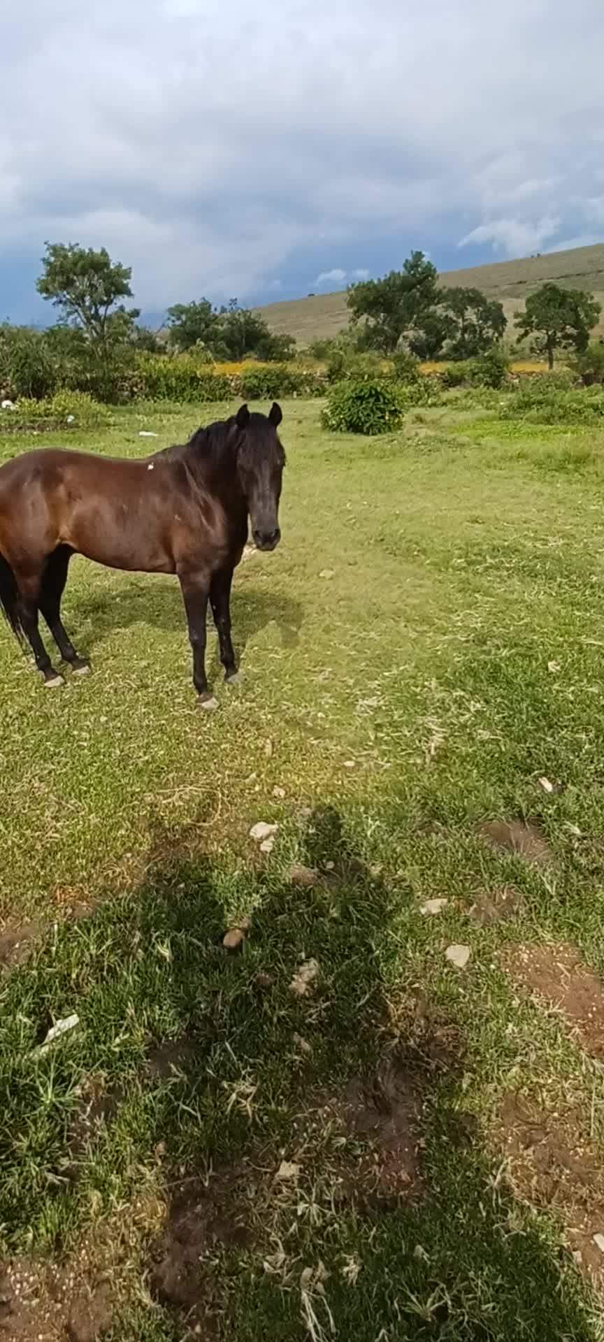 @El zurdo🌵🐴