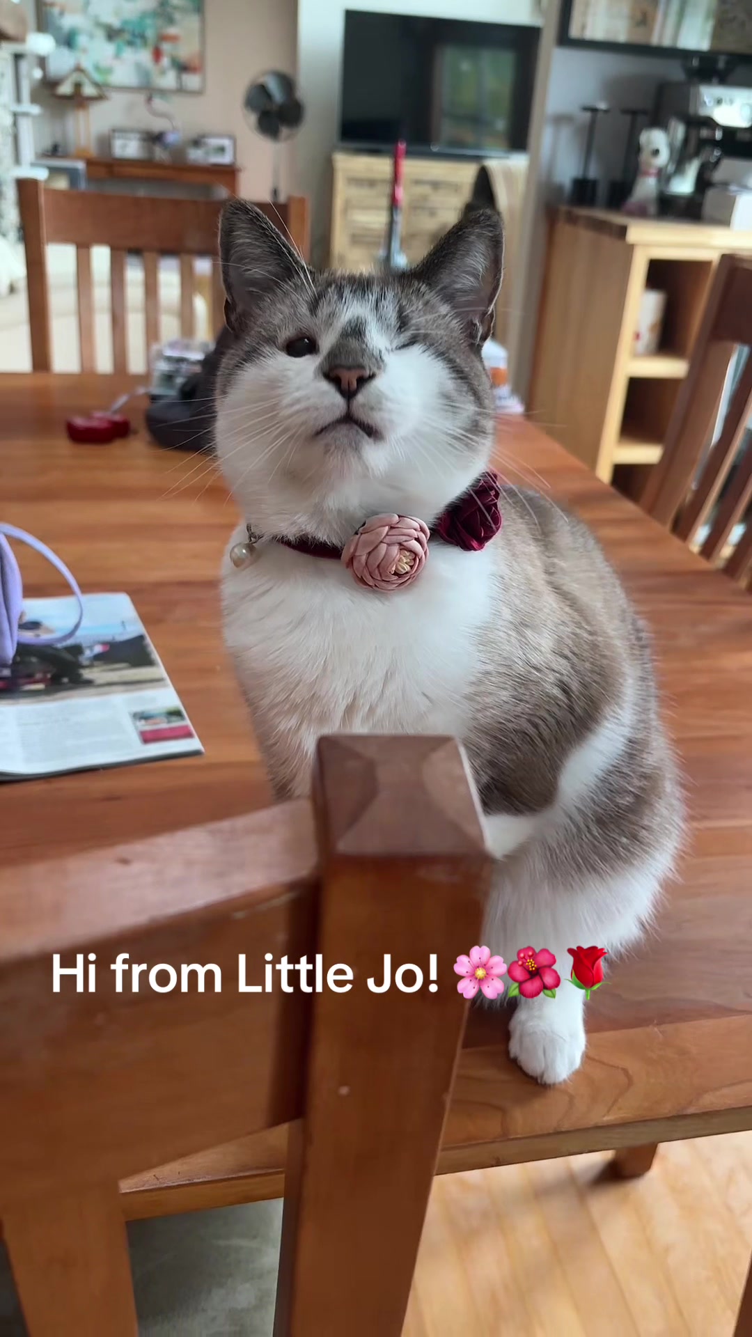 @bellkittiesmom