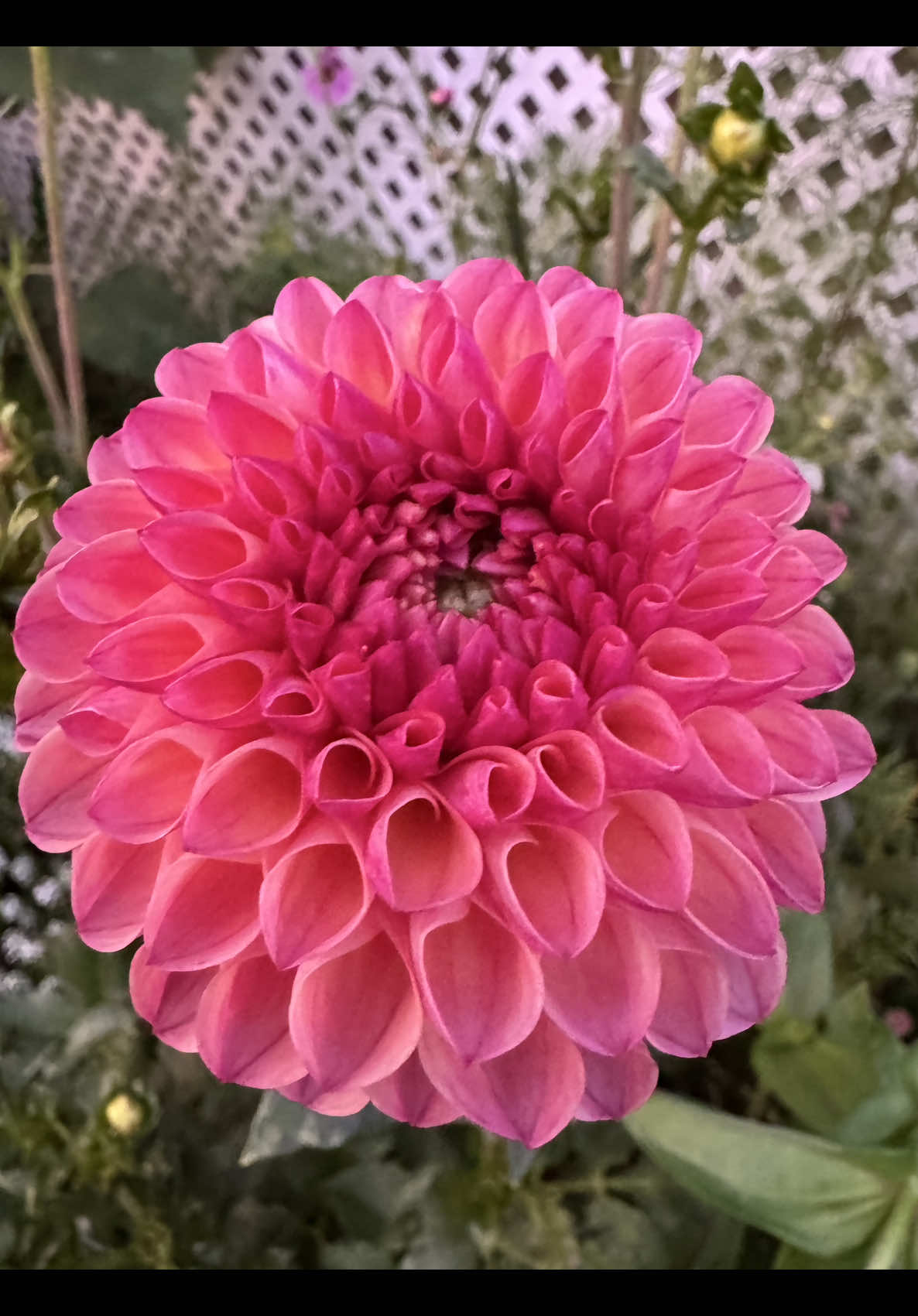@Rylee’s Blooms