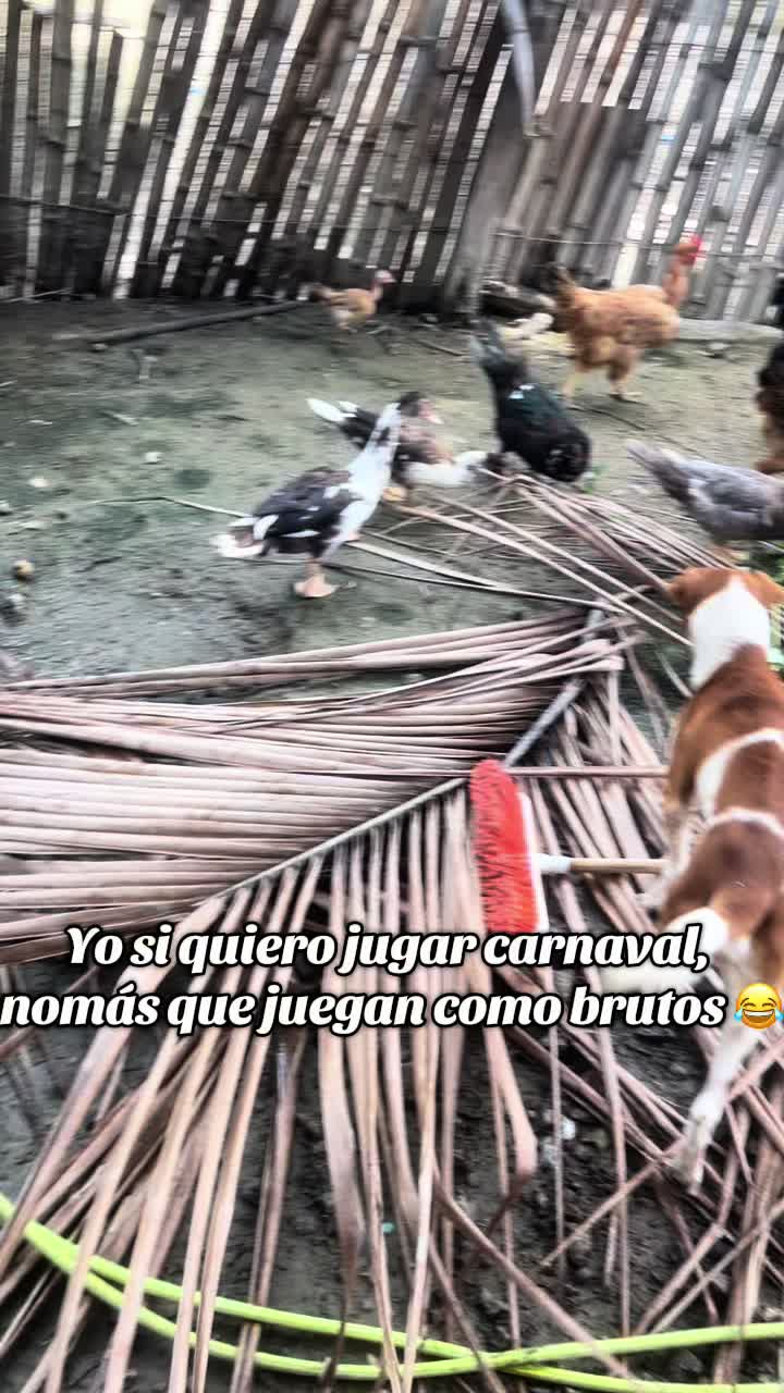 @Joao Vinces