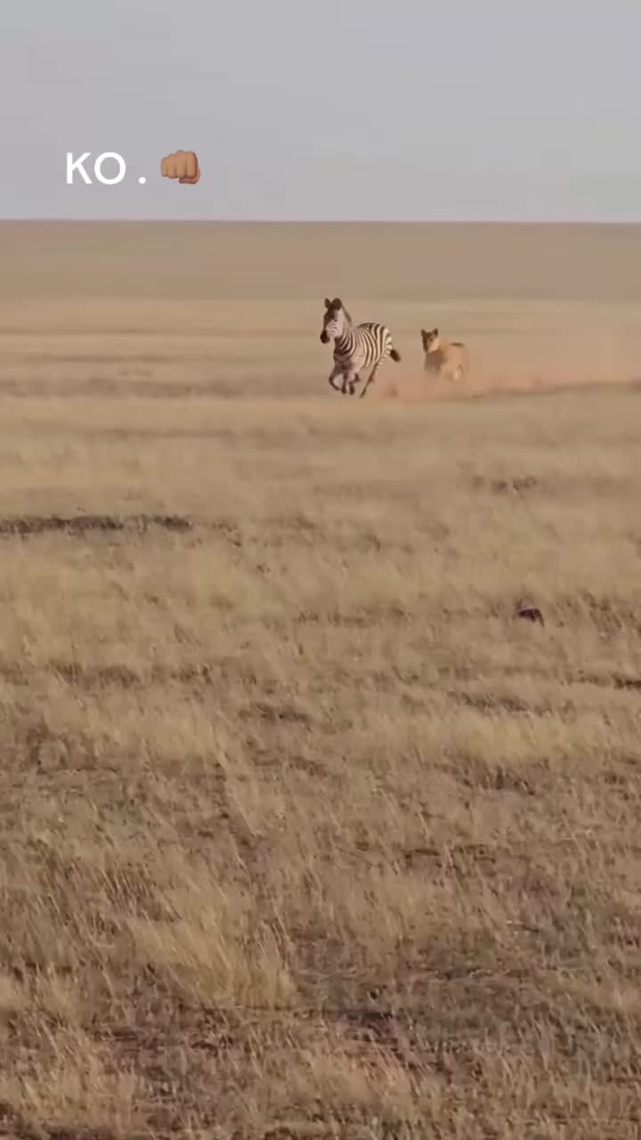 @jaimerosas73