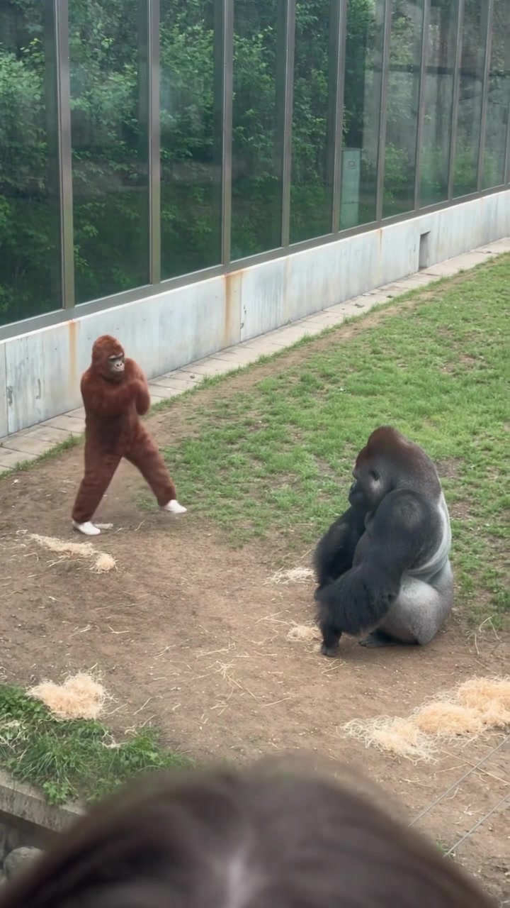 @Gorilla School 🦍