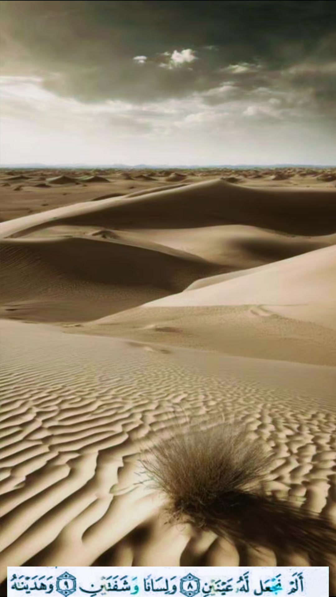 @bassamsht