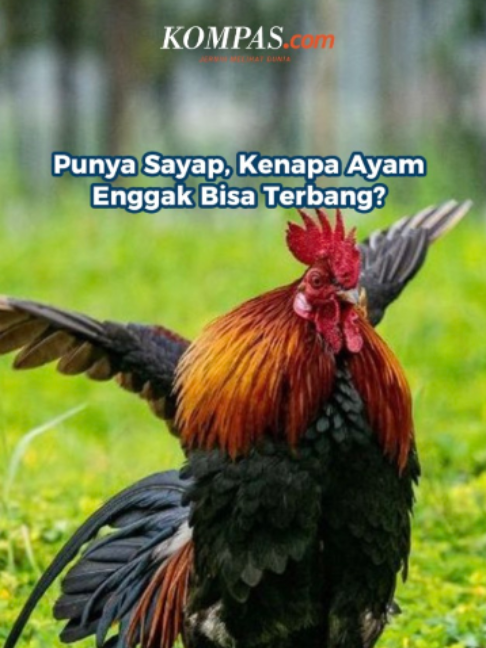 @Kompas.com