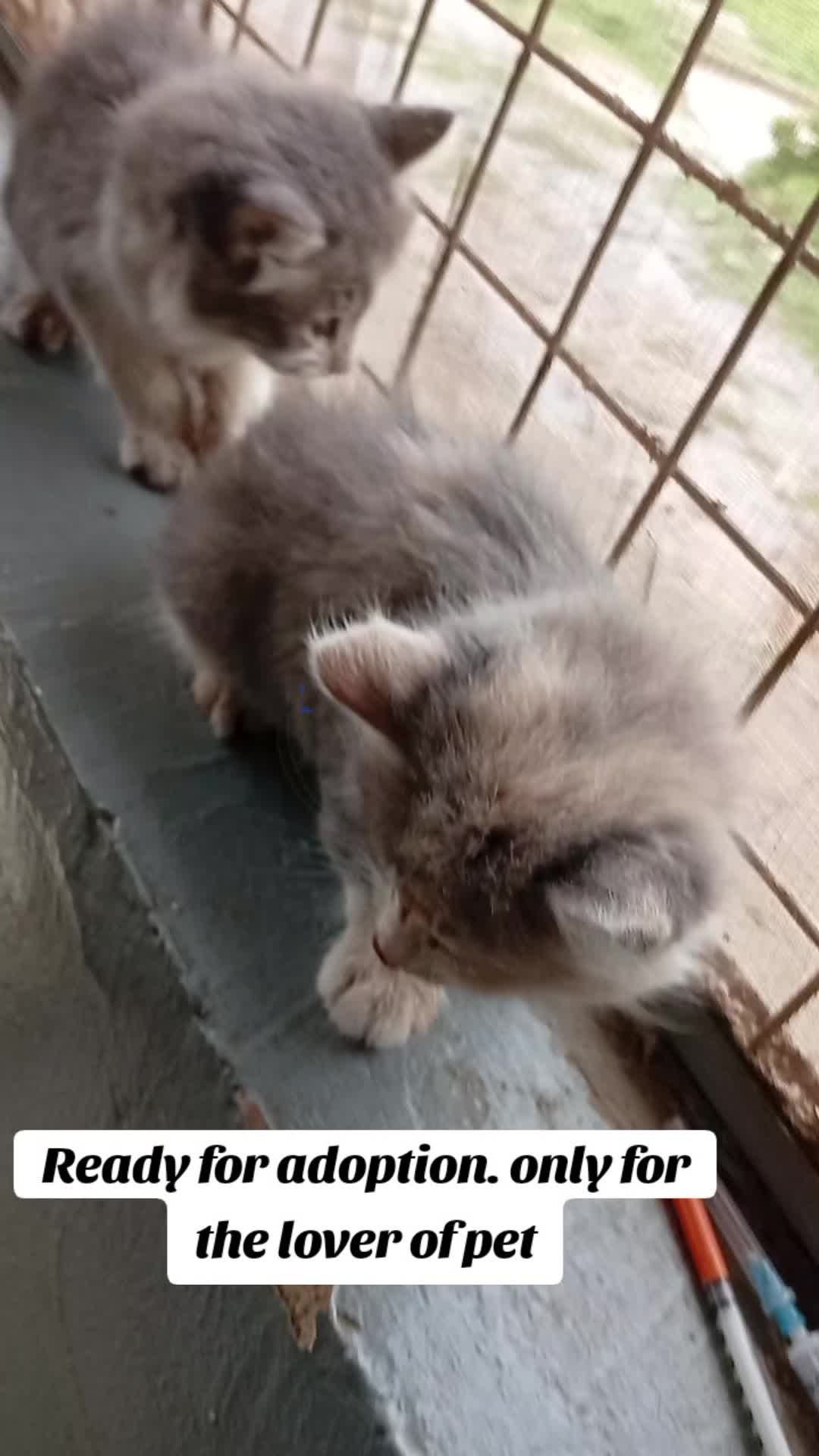@Animal Welfare