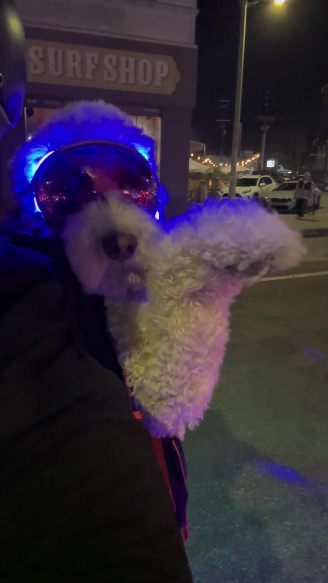 @TheScooterPup