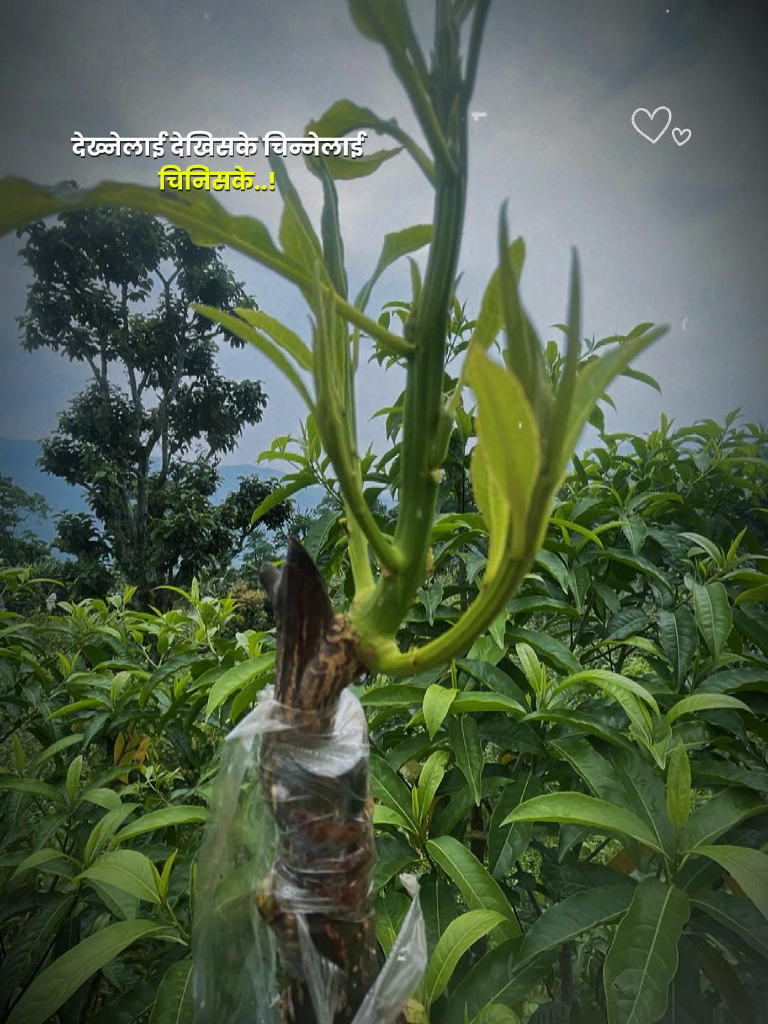 @नखावा कृषि