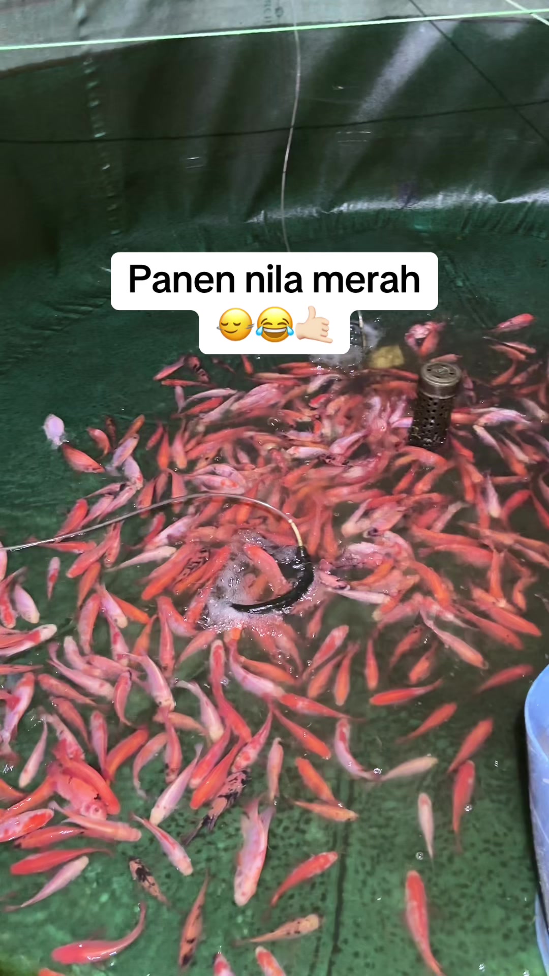 @bibitikanjawatimur