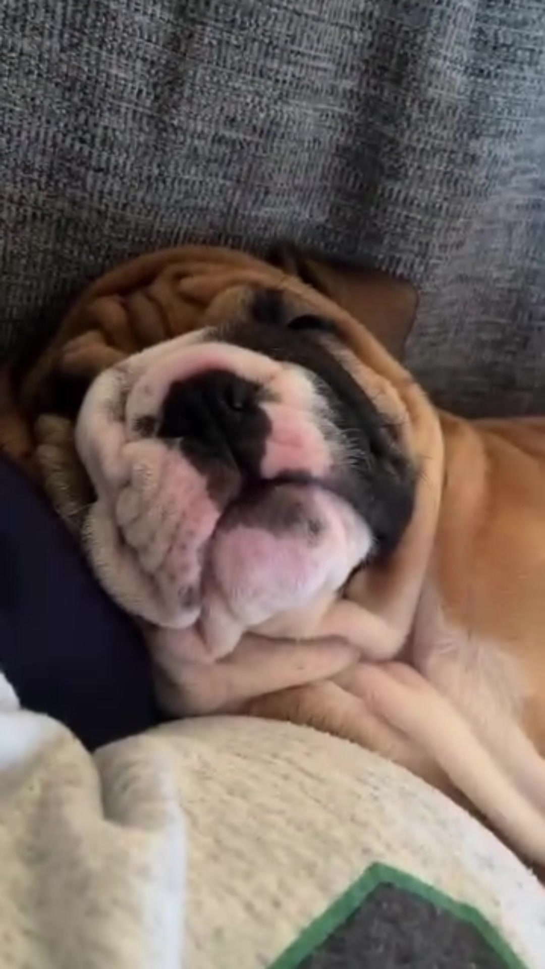 @Thurgood Marshall The Bulldog