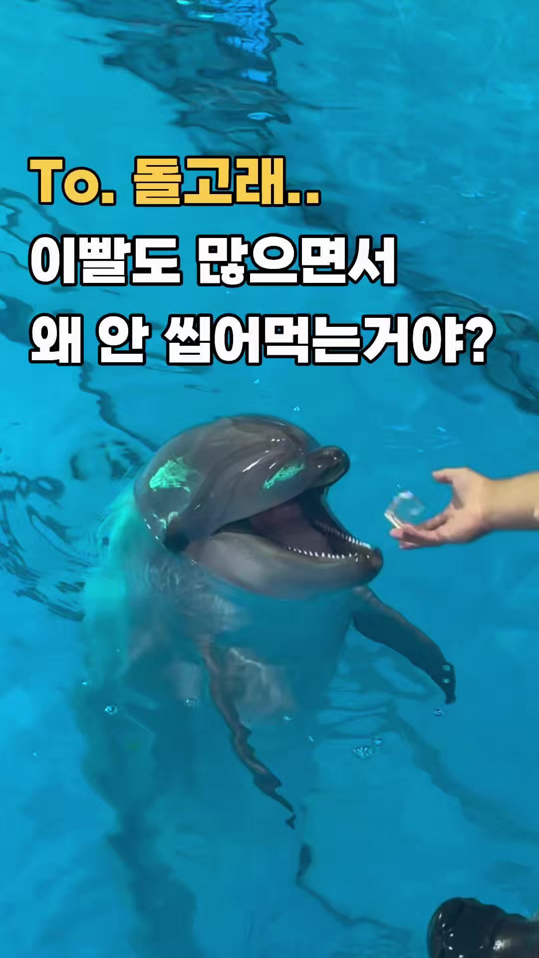 @DolphinTok