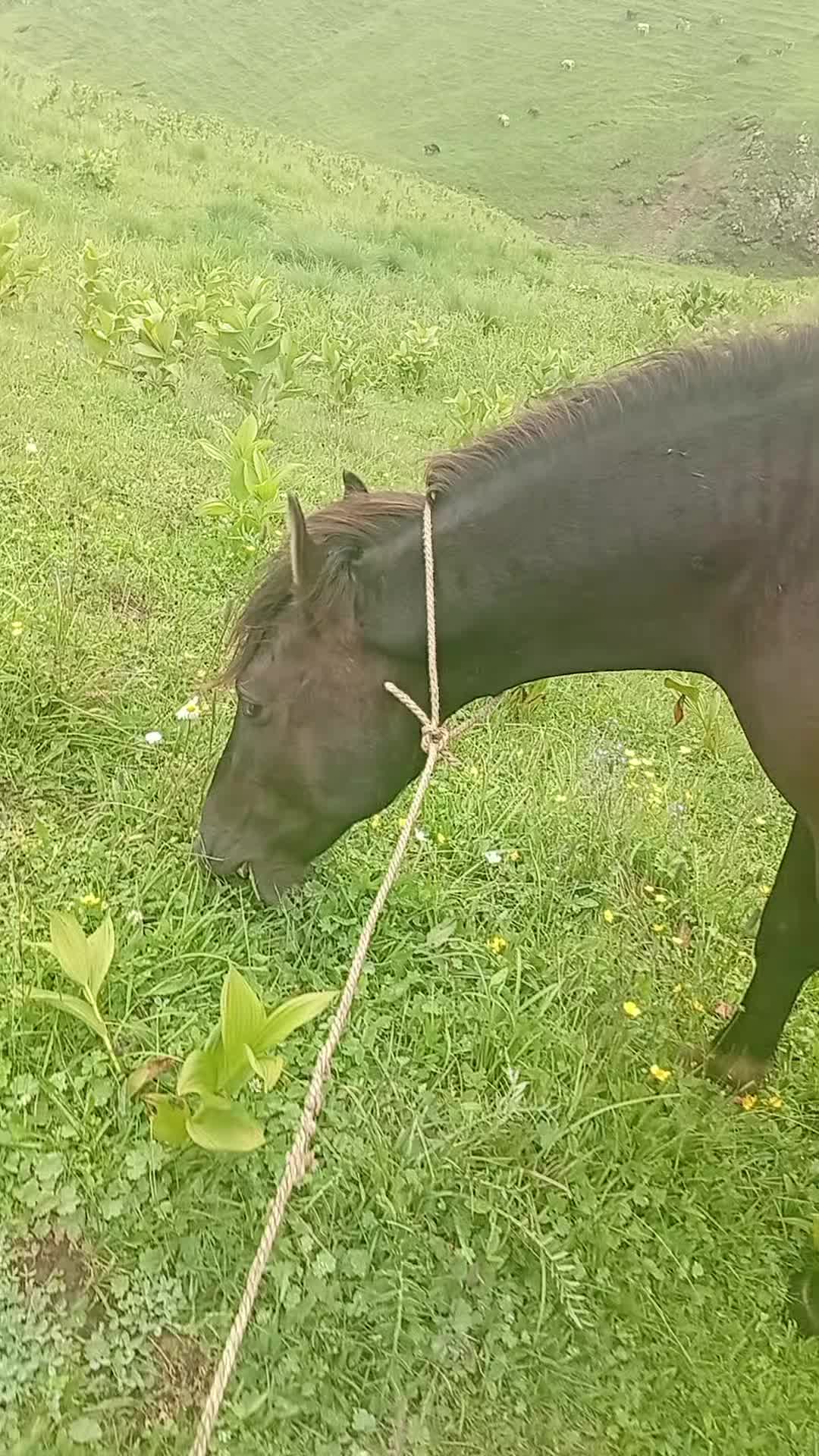 @Վաչե Գևորգյան