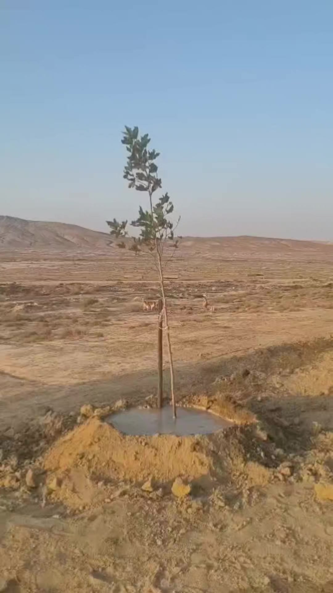 @Sahibsiz heyvanlara dəstək