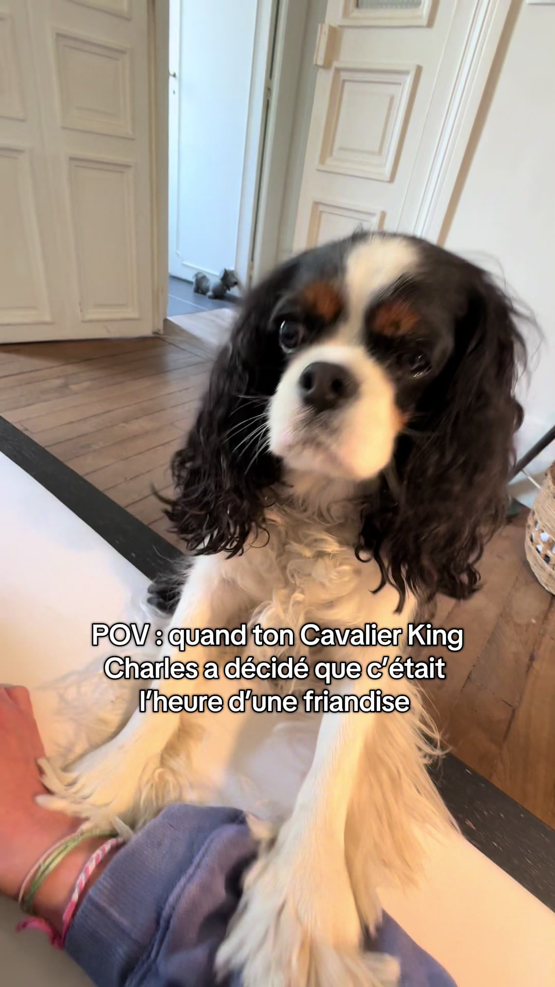 @Cavalier King Charles