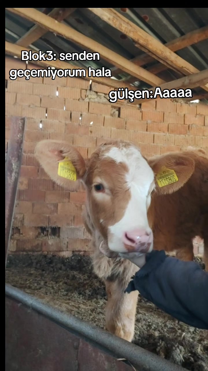 @Şerife Yılmaz