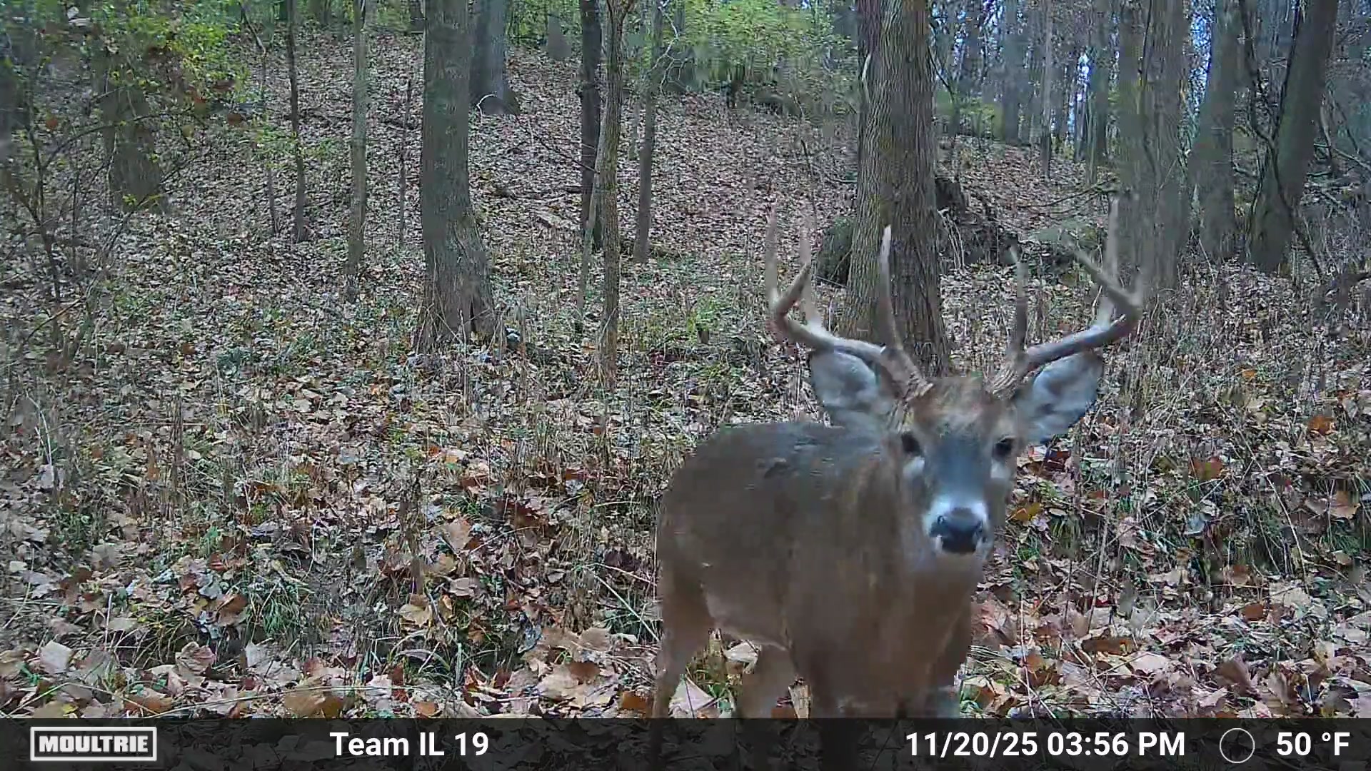 @Moultrie