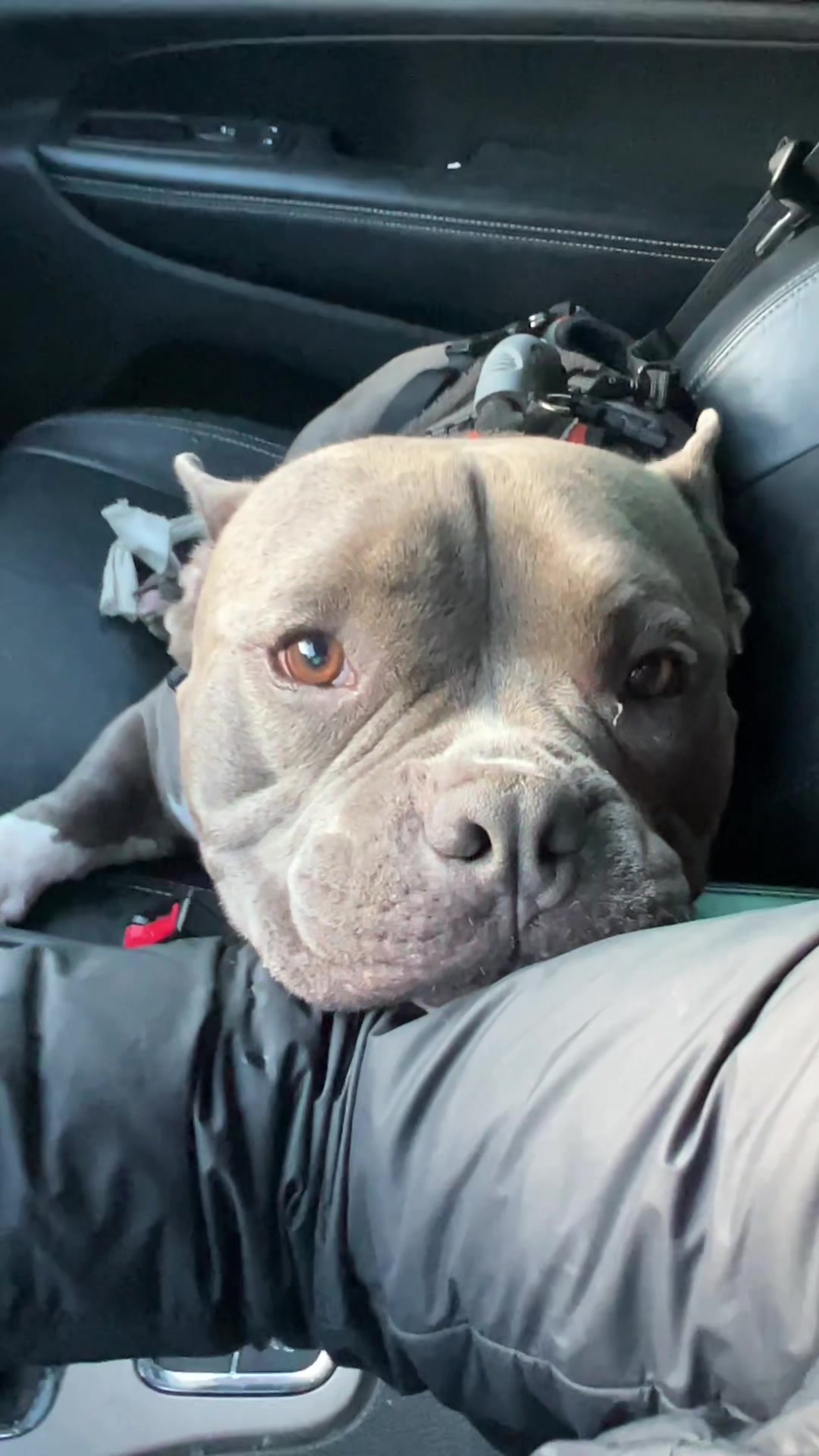 @Gunner | Pocket Bully