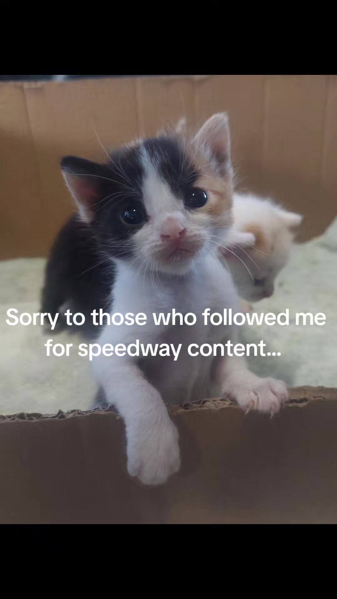 @xCatPolicex