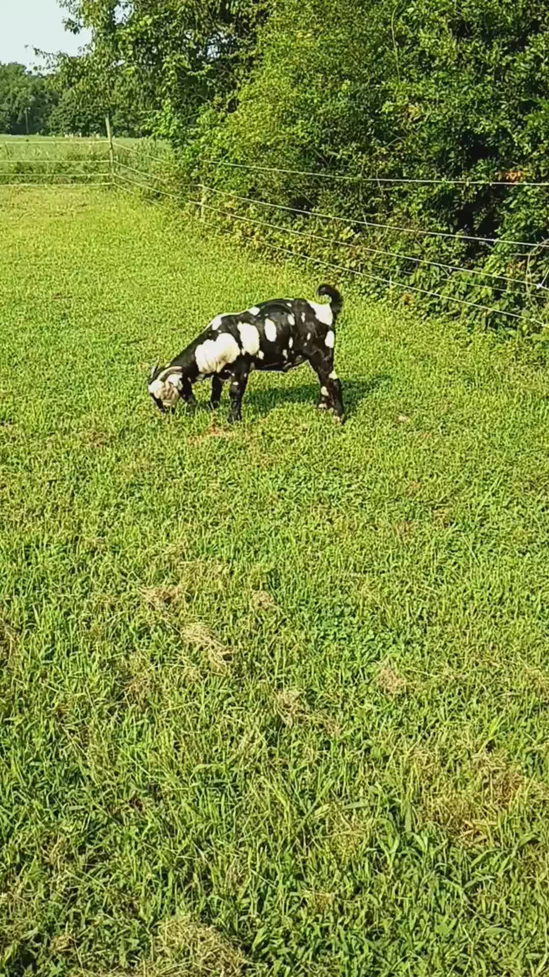 @Kinohi Poultry/ JCK Boer Goats