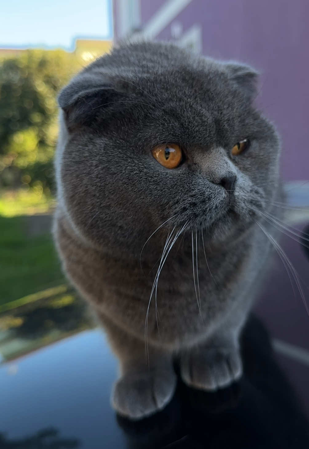 @BOBI🐈⬛