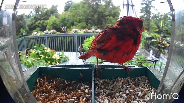 @Backyardbirdz