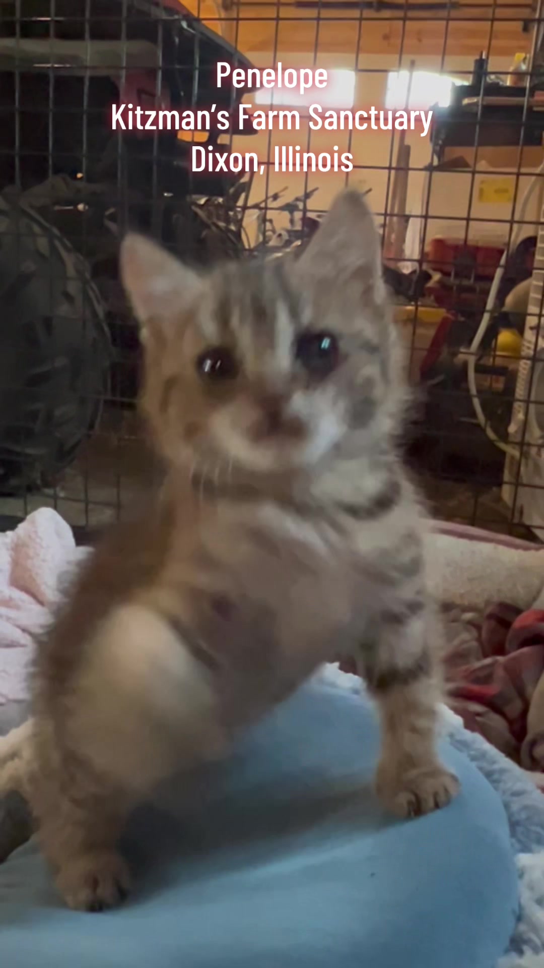 @Kitzman&rsquo;s Farm Sanctuary