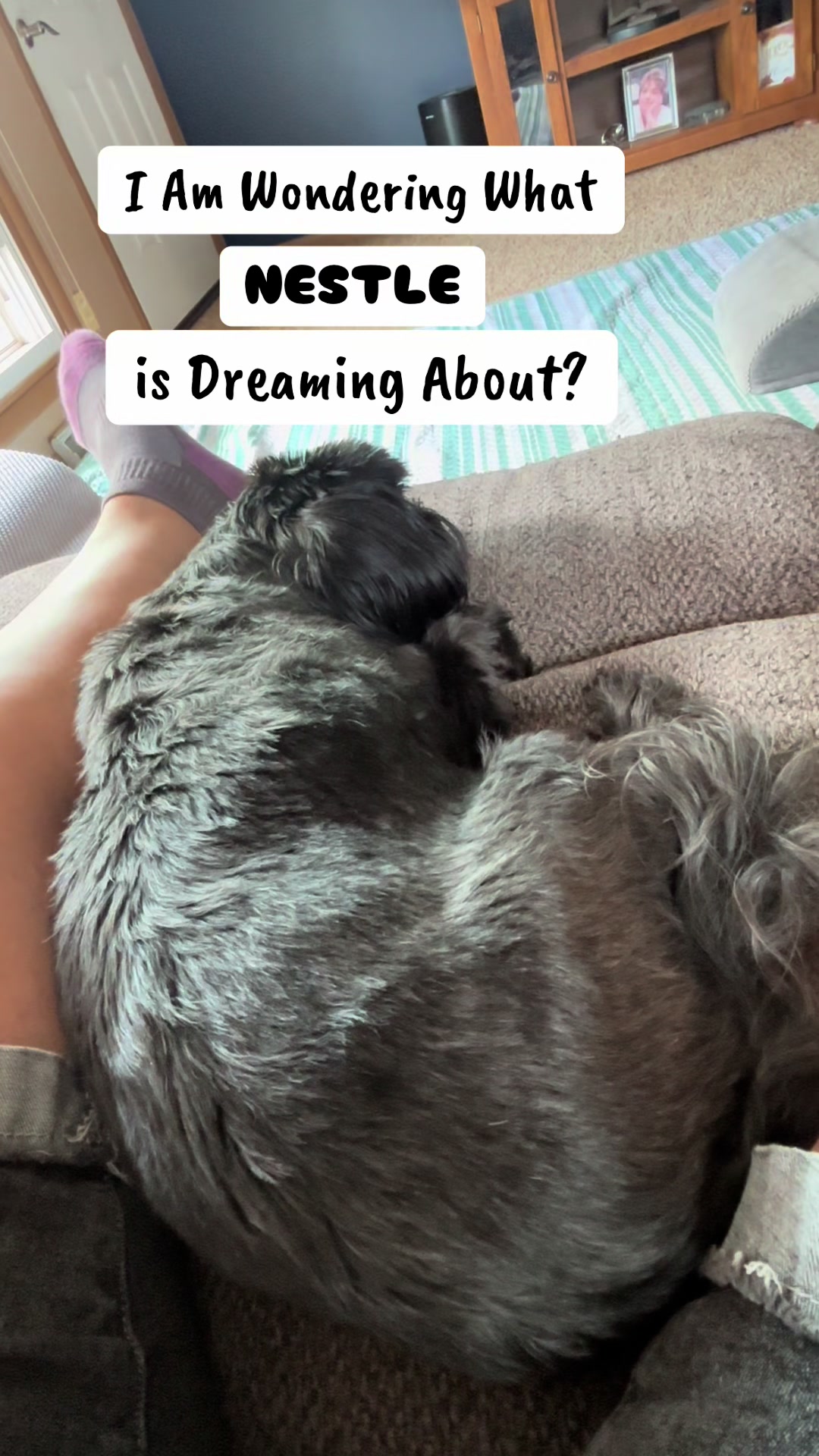 @K9StayCation