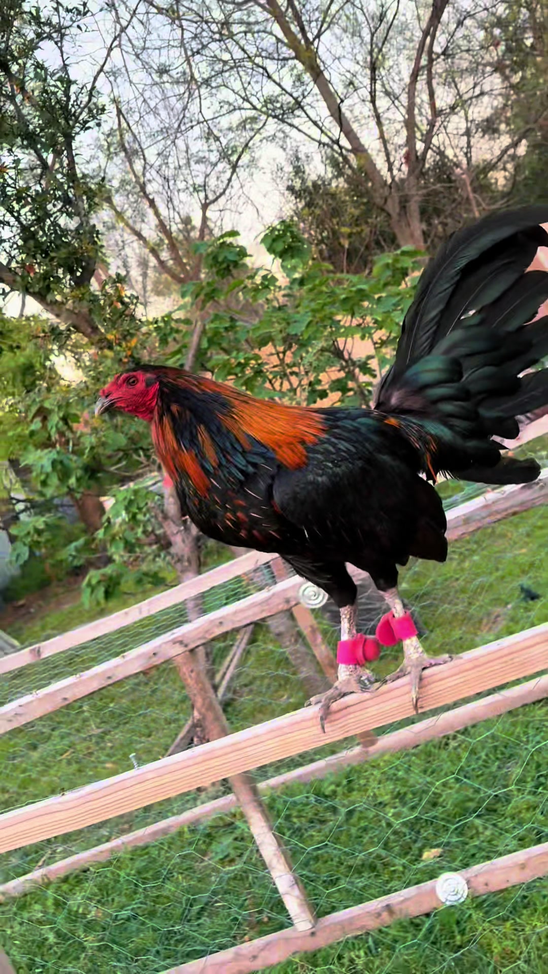 @PR_Gamefowl👑