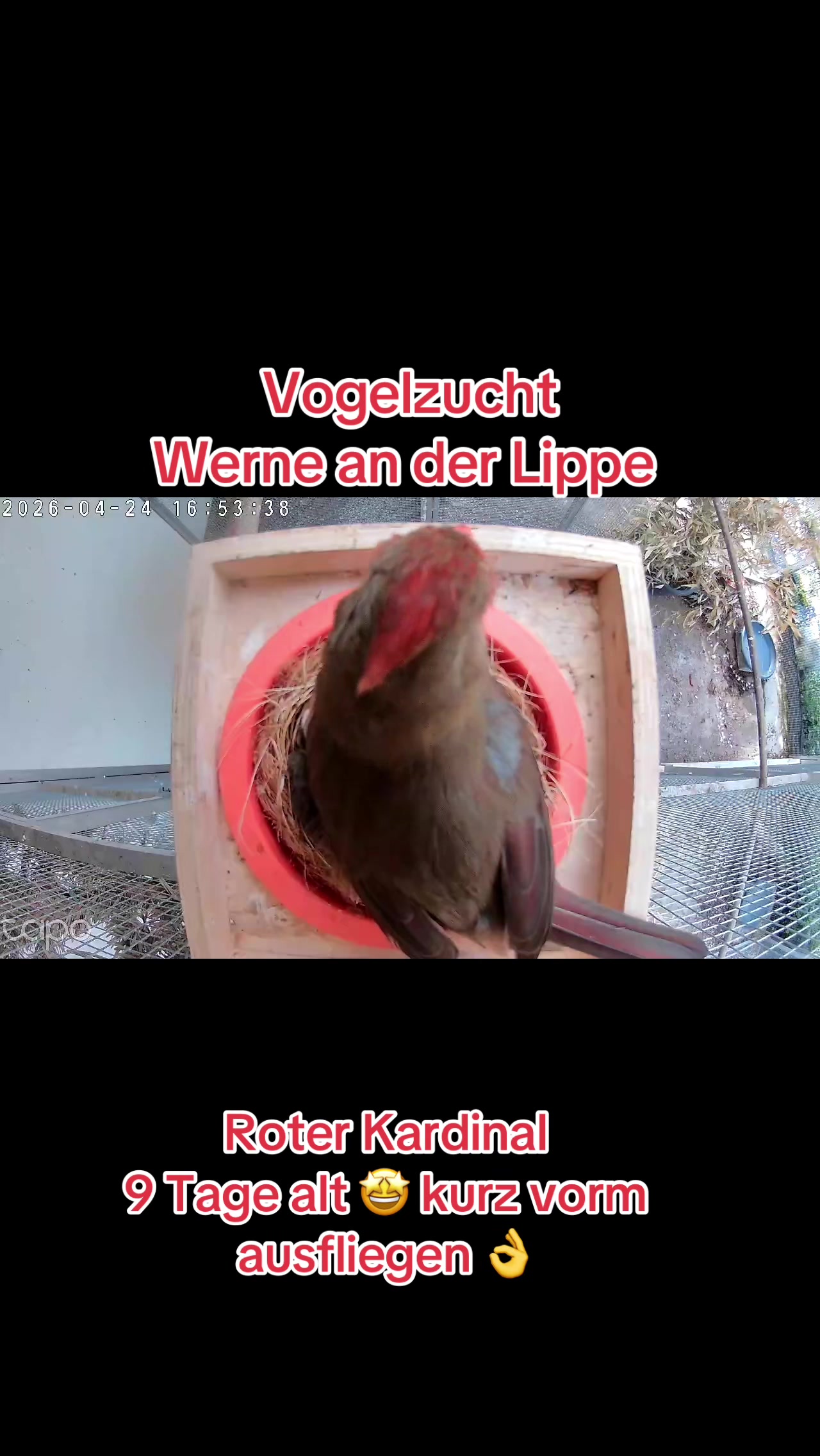 @Vogelzucht Werne an der Lippe
