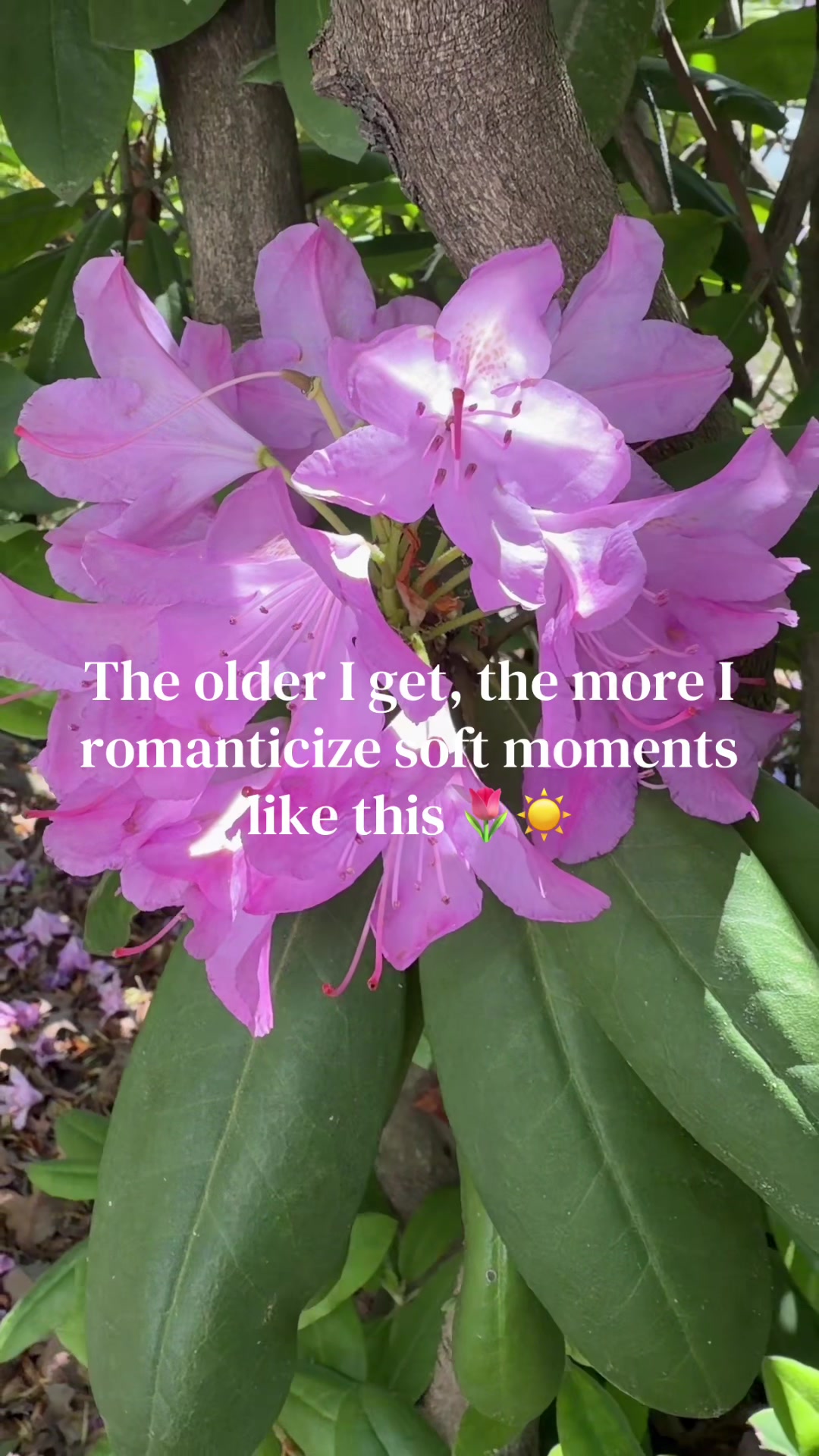 @CadysFavoriteFinds