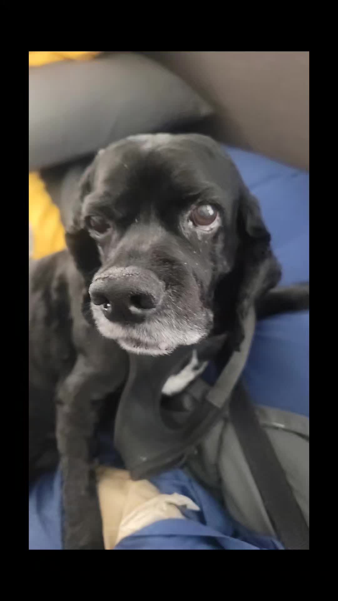 @belin_c71🐶🐕&zwj;🦺🐩