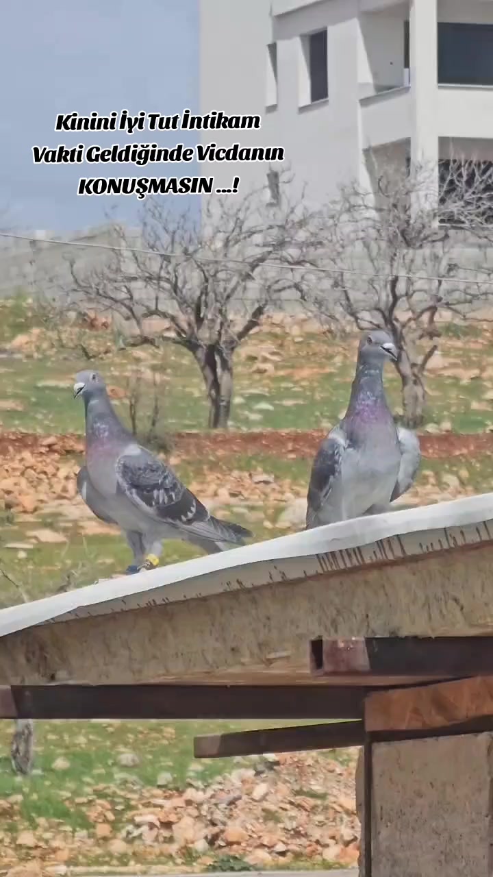 @MEHMET ÇOBAN ( PEŞTO )