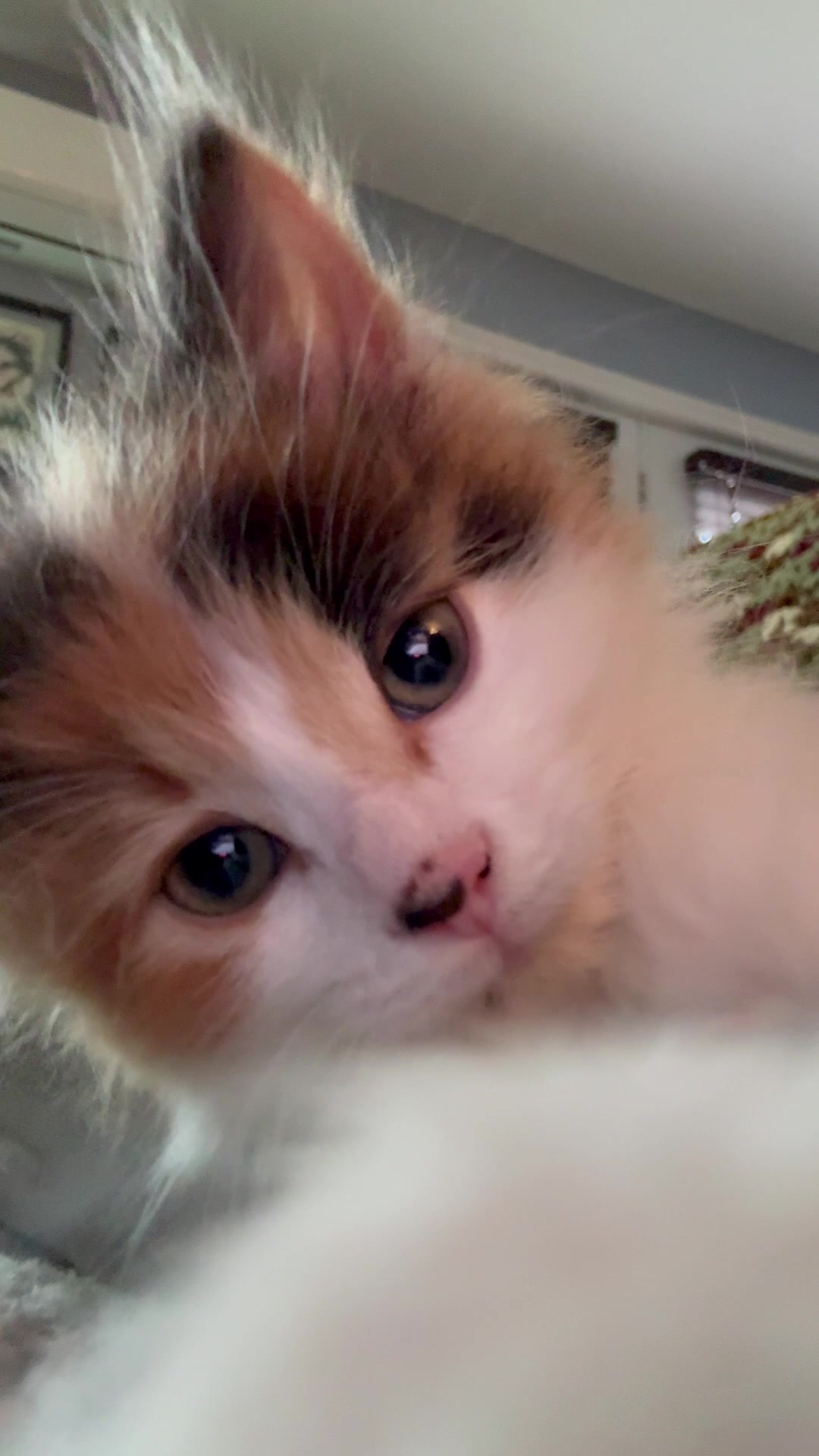 @The Oreo Cat