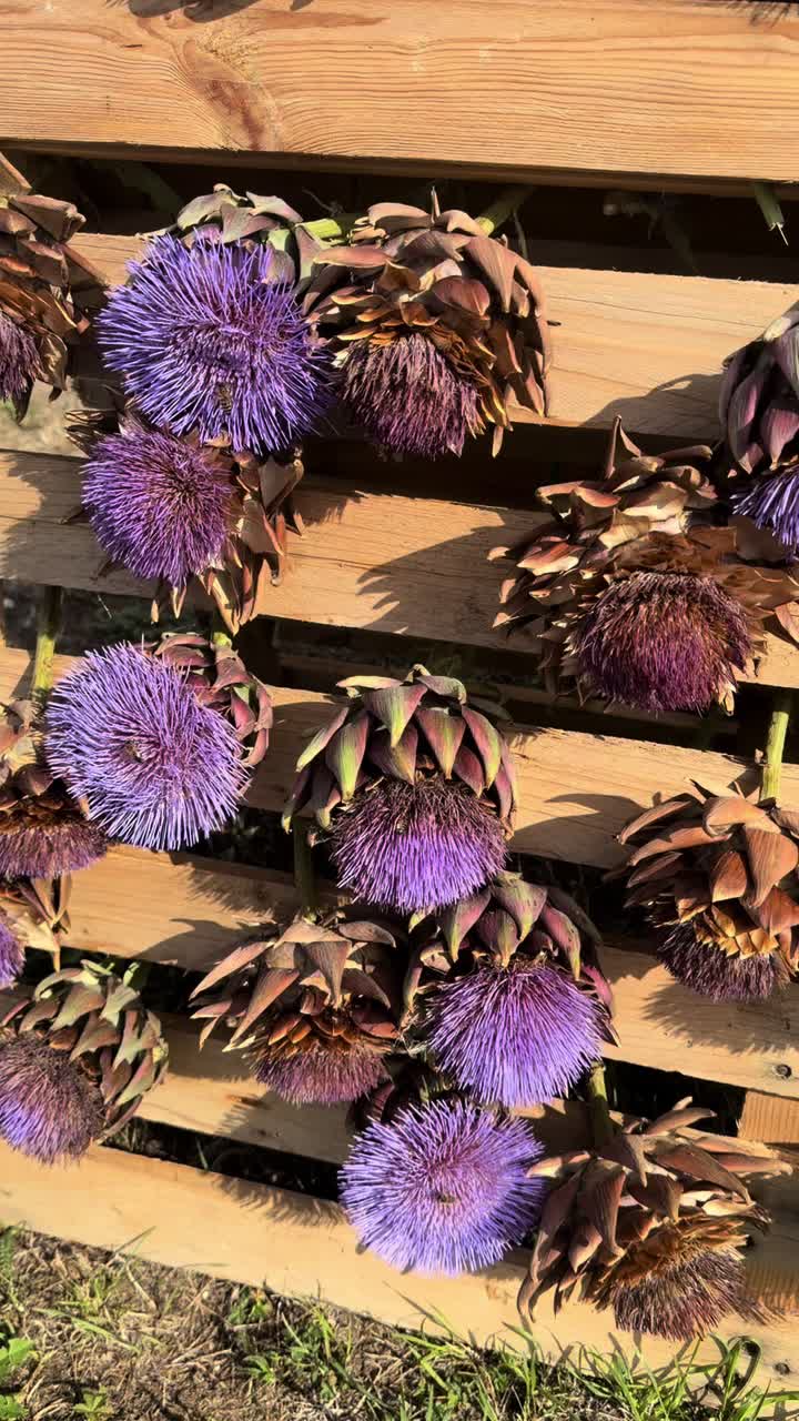 @Zehra Oplustil