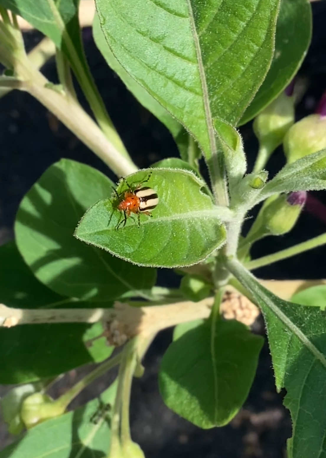@bsu greenhouse