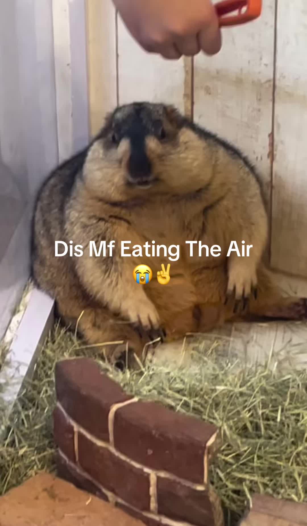 @dailymarmot00