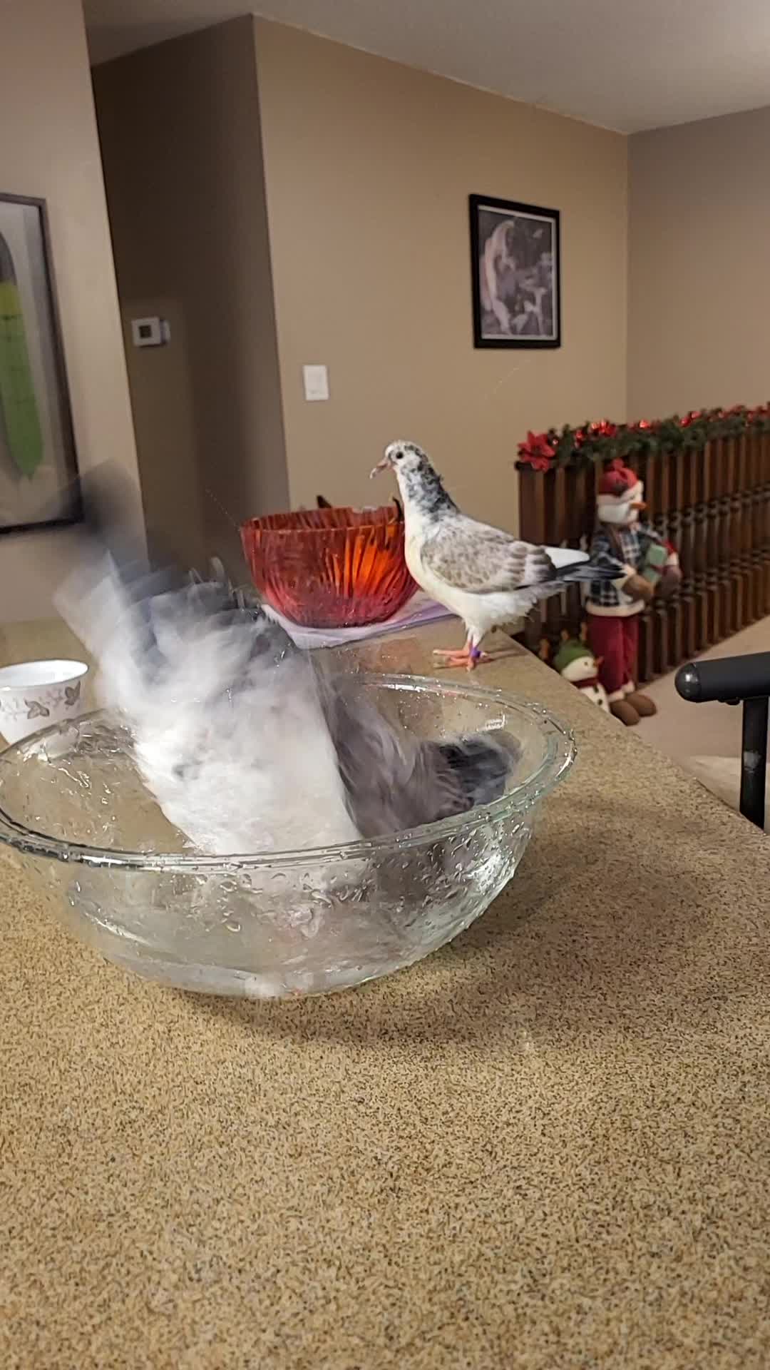 @prettypigeon